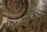 Tall, Jurassic Ammonite (Hammatoceras) Display - France #301634-3